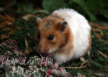 Starla- Golden Tortoiseshell and White (Banded) Satin Shorthaired